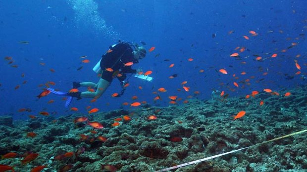 Exhaustive: Jemima Stuart-Smith collects data for the first continent-wide survey of reef sea life which ended in Hobart.