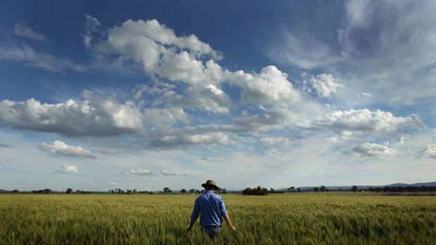 Blooming marvellous ... Chris Grove, of Cowra, inspects his wheat crop.