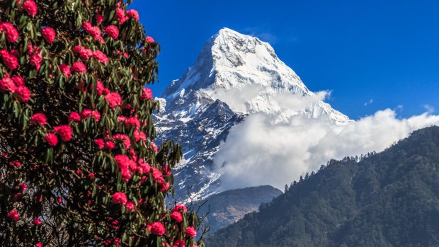 Rhododendron and Annapurna South in Nepal.