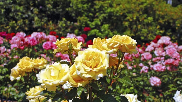 Prune roses in autumn to guarantee a good show for the next flowering season. 