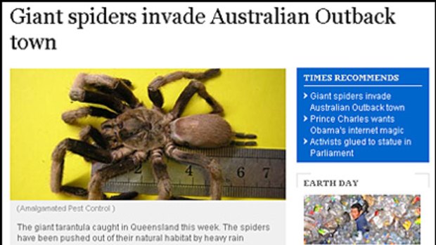 How the eastern tarantula story appeared in the Times Online this week.