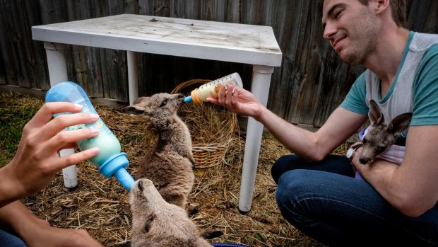 Volunteer Jayson Cameron feeds one of the older joeys living in Julie Malherbe's garden.