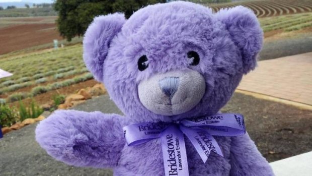 The original 'Bobbie' bear from Bridestowe Lavender Estate in Tasmania.