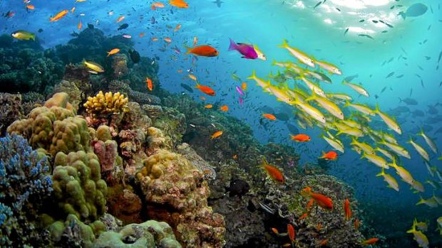 The Great Barrier Reef faces increasing pressures.