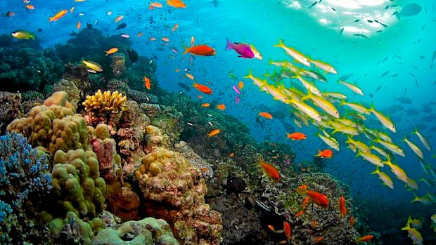 The Great Barrier Reef faces increasing pressures.