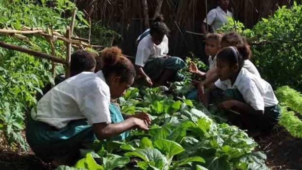 Diversifying crops in Vanuatu.