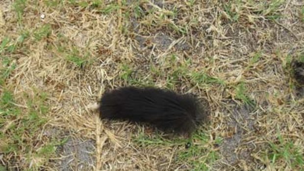 This segment of tail was found near the cat's incinerated corpse.