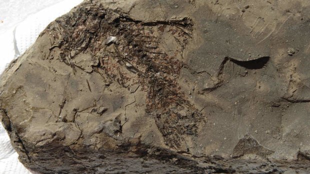 Prehistoric: A fossilised fish.