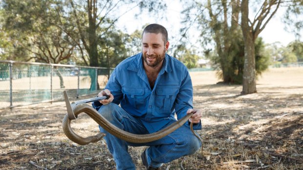 Hunter Valley snake catcher Justin Lantry with a very angry Eastern Brown Snake.