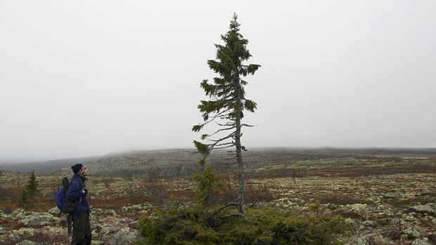 A Swedish guide stands by perhaps the world's oldest tree. The spruce is apparently getting a new lease of life.