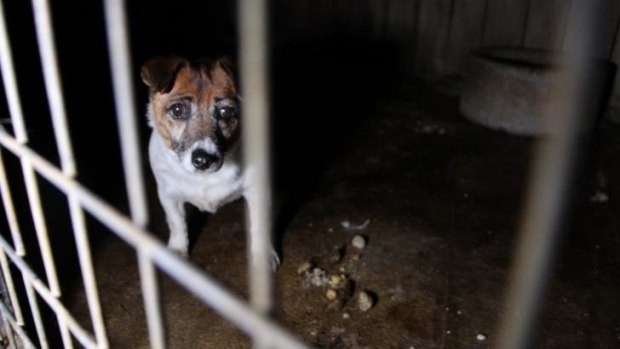 A puppy waits behind bars at Frazer "puppy farm," October 19, 2014