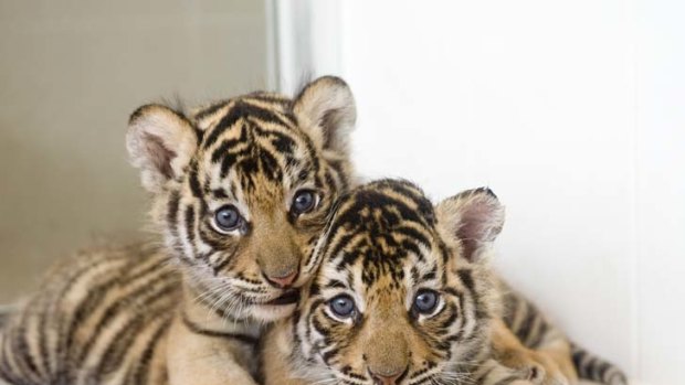 Two Bengal tiger cubs have just gone on display at Dreamworld's Tiger Island.