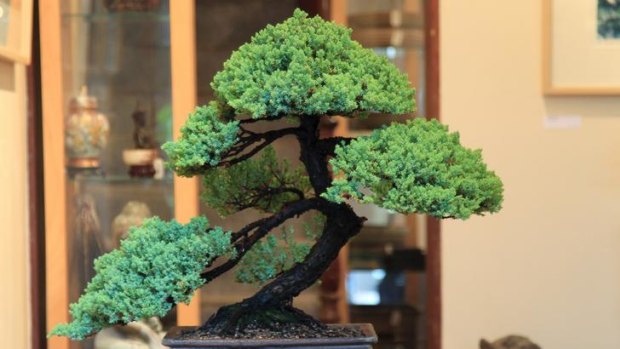 Forty years young &#8230; a Japanese black pine worth about $10,000.
