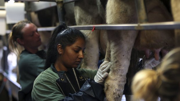 ‘‘At least I have got a release date’’: Ashmita with one of the cows she feels sorry for. 
