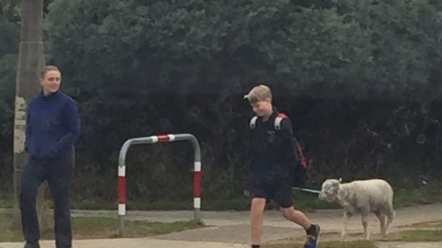 An average Ainslie schoolboy walks to school with his sheep. 