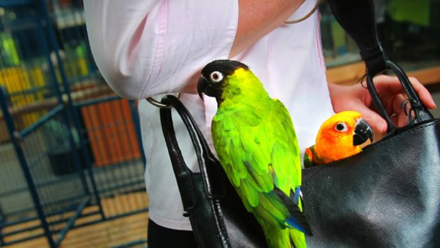 In one of Melbournes more bizarre crimes a well dressed woman stole two Sun Conure Parrots worth around $1500 each by stuffing them in her handbag.