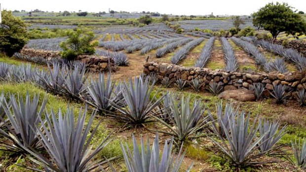 Fuel for thought ... a blue agave plantation in Mexico.