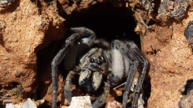 One of four new burrowing wolf spider species.