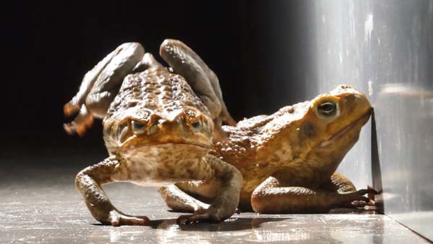 Melbourne's cool weather would slow the cane toads down.