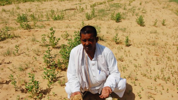 Farmer Chatan Singh and his failed crop.