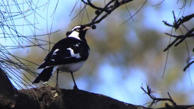 Magpie larks are seen throughout Australia.