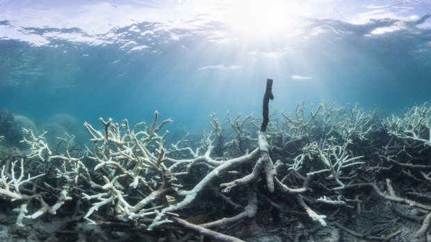 Severe Coral bleaching has seen the Great Barrer Reef Marine Park Authority lift its response to the highest level. 