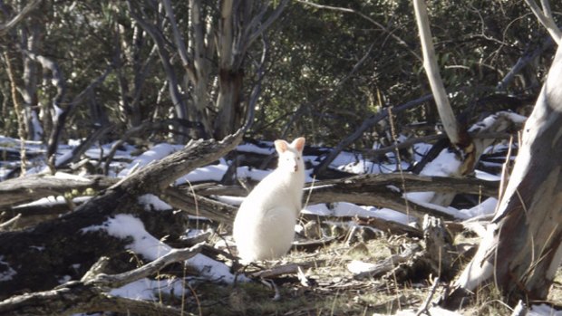 In this handout picture from New South Wales Parks and Wildlife, a rare albino swamp wallaby is seen in the Kosciuszko national Park.