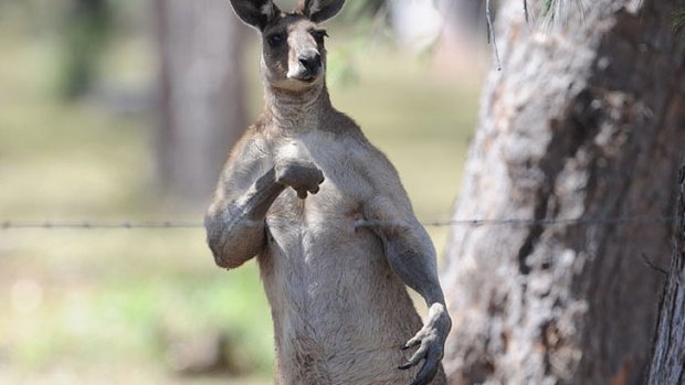 The offending roo shapes up to the camera.