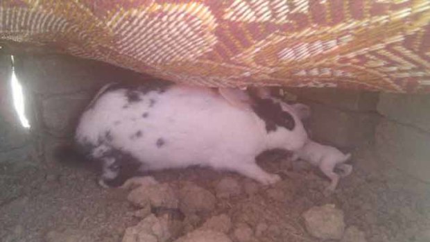 Present ... a resident at the bin Laden compound reportedly gave a neighbourhood teen this rabbit.