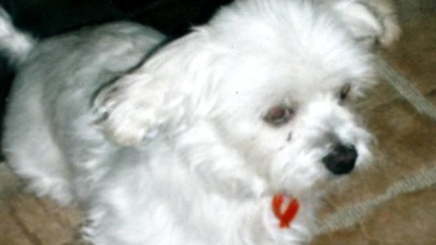 Dog act ... the Maltese terrier snatched by men seeking a gun.
