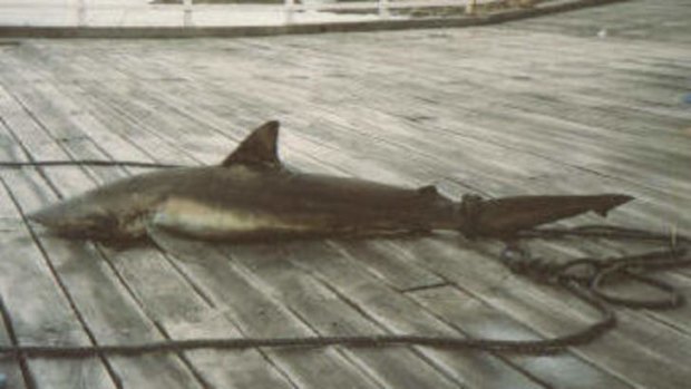 Archive photograph of a shark caught off Tathra Wharf.