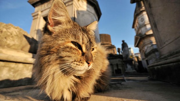 A cat rests at La Recoleta cemetery, Buenos Aires, Argentina.