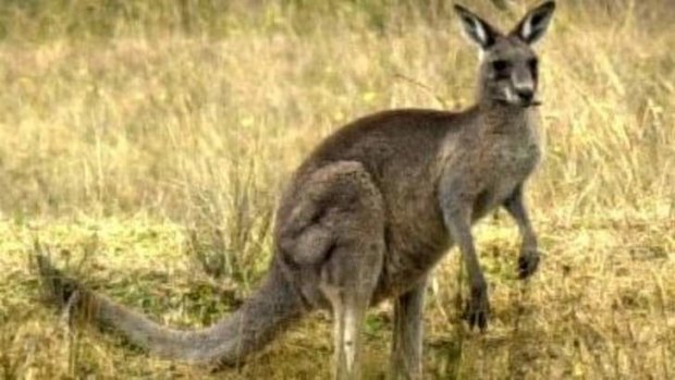 A shortage of kangaroos due to Brisbane's big wet has had unexpected consequences for a Townsville business.