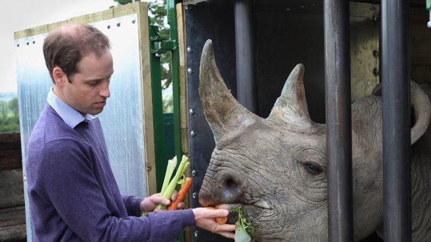The Duke of Cambridge feeds a black rhino called Zawadi.