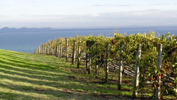 A vineyard vista.