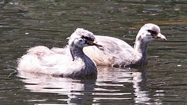 Little grebe chicks at Whiteman Park.