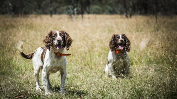  Steve Austin and his English springer spaniels Tom and Bolt are going to try to find the last stubborn rabbits at Mulligans Flat.  