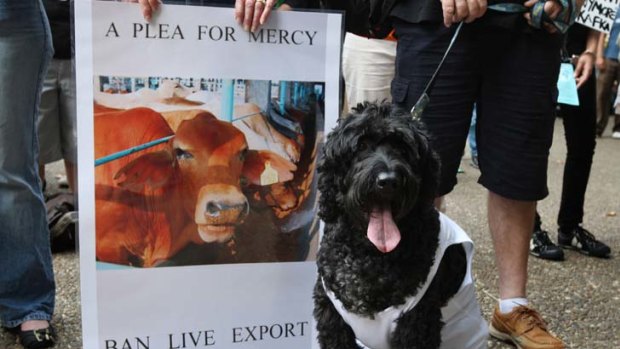 Ban the trade ... Sydney protestors call for a ban to the live export market.