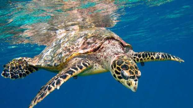 A new marine reserve off the Queensland coast will protect animals such as the hawksbill turtle.