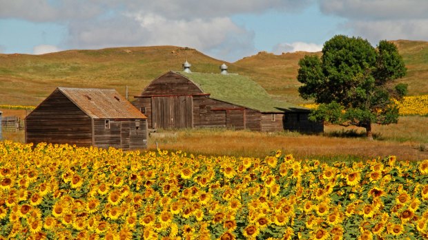 Sunflower fields in North Dakota.