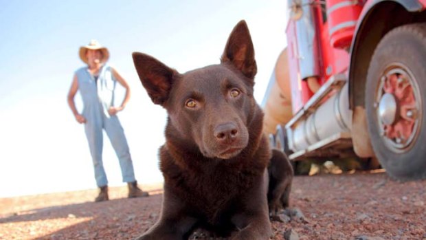 Vets fear people will dump kelpie pups once they realise how much excercise and attention they need.