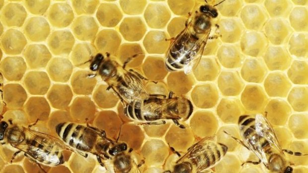 Springfield Land Corporation says it has spent $300,000 on its beehive operations.