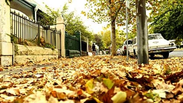 Trees drop leaves after last week's heatwave brings an early autumn to Melbourne.