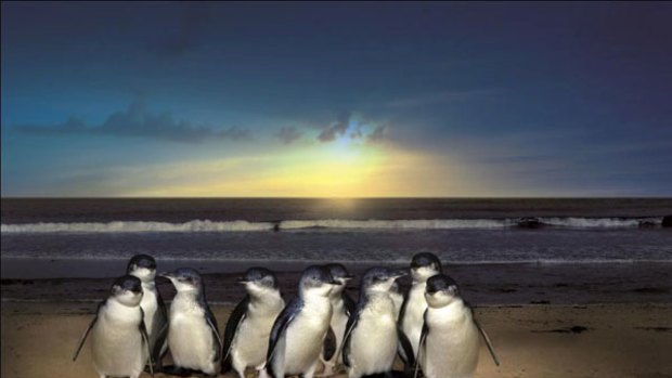Phillip Island's Little Penguins - the stars of the famous Penguin Parade - can now be more safely "de-oiled".