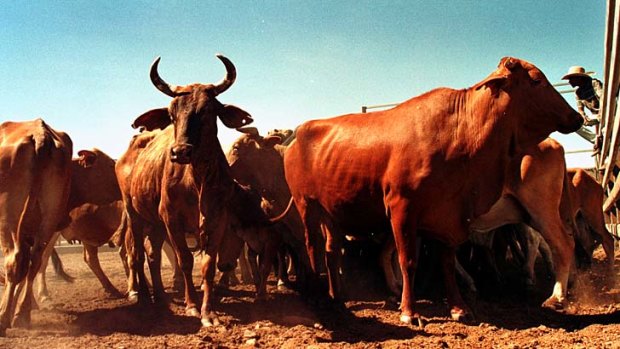 Questions linger over the live cattle trading division.