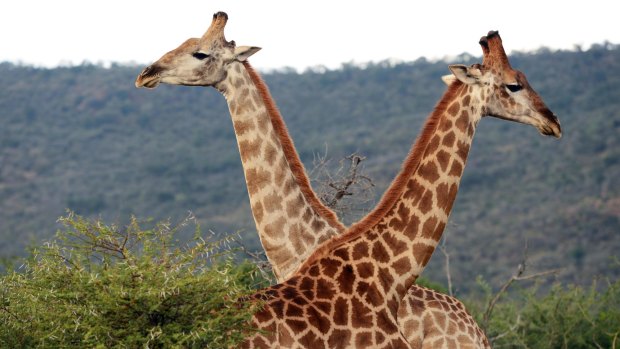 Giraffes at the Madikwe Game Reserve.