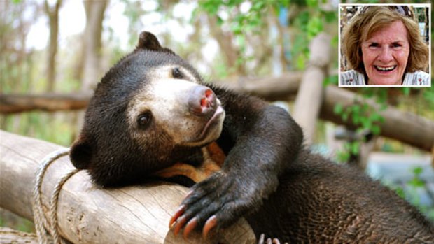 Sanctuary ... a rescued sun bear at Phnom Tamao Wildlife Rescue Centre and Mary Hutton (inset).