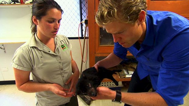 Cuddly critters: <i>Bondi Vet</i> will have animal lovers swooning.