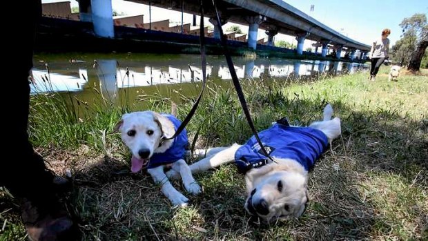 Hounded: Young trainee seeing eye dogs might not get to live for very long in their new kennel facility.
