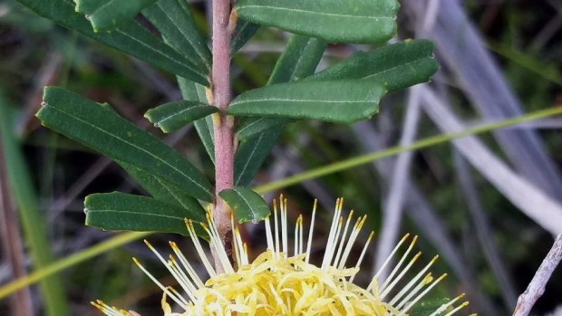 Wildflowers, such as the Banksia marginata, and art are the focus of a show in Anglesea.